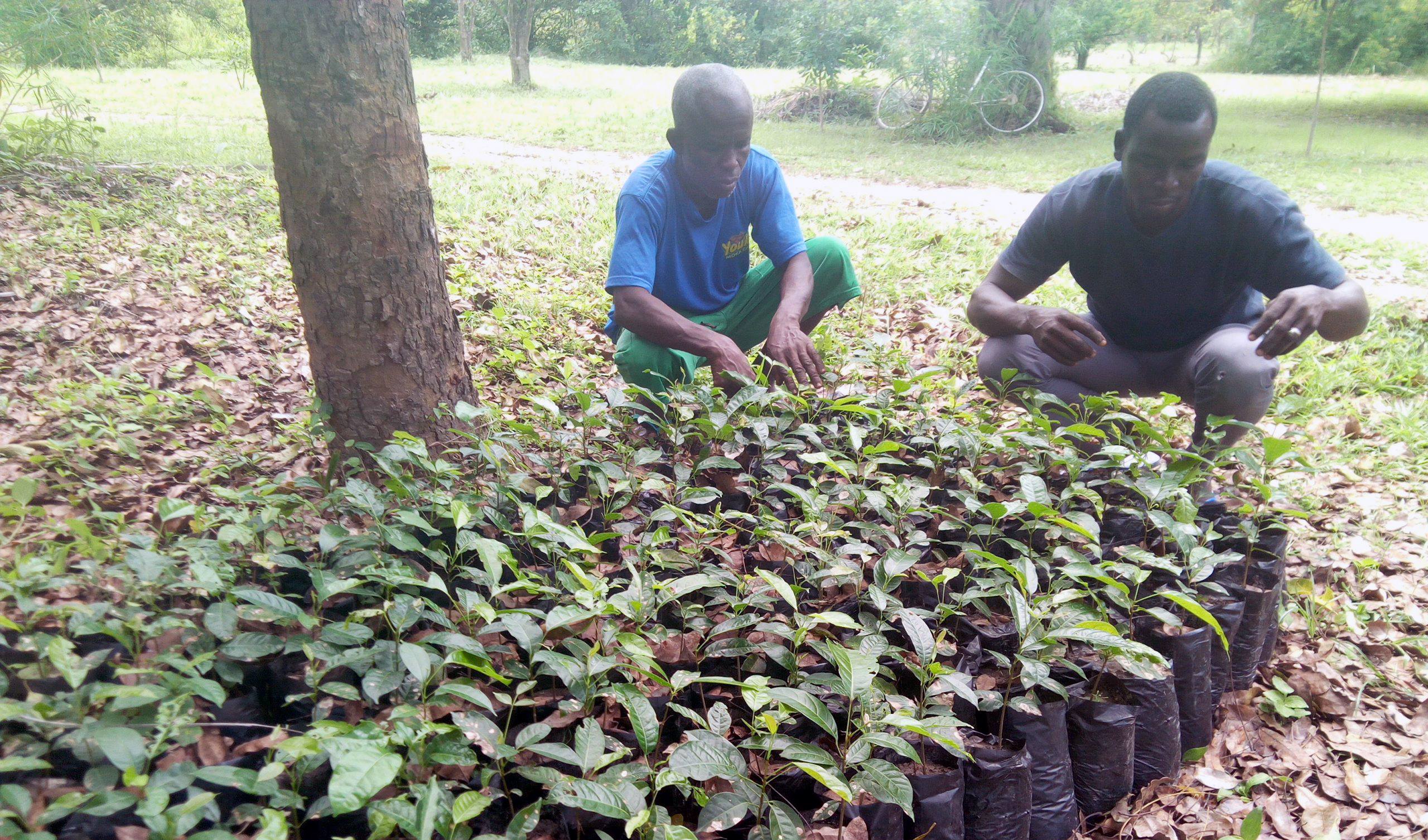 Togo - Photos - new trees are planted - Jan - 2018